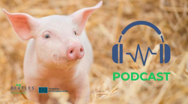 Ny podcast udforsker fremtidens klimavenlige griseproduktion