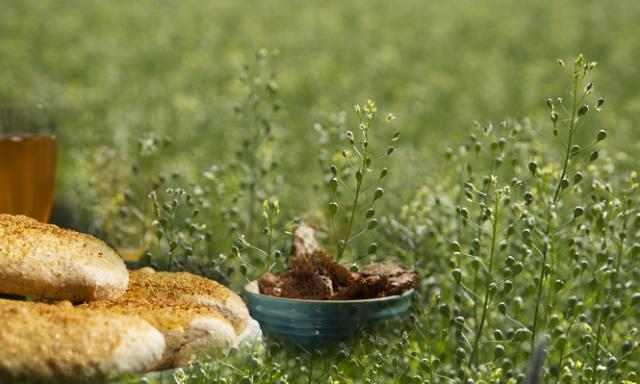 Camelina-pressekage som ny fødevare 