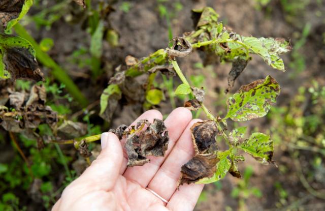 Cashewrestprodukt mod kartoffelskimmel