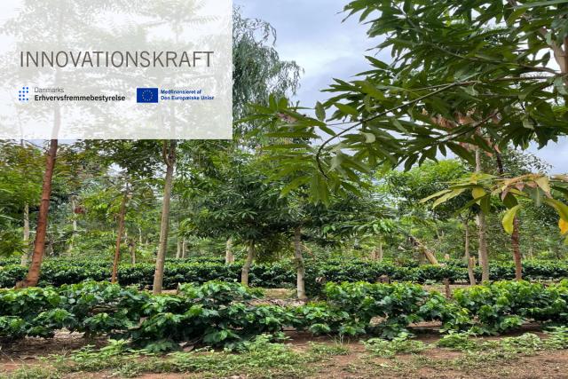 Insetting Agroforestry