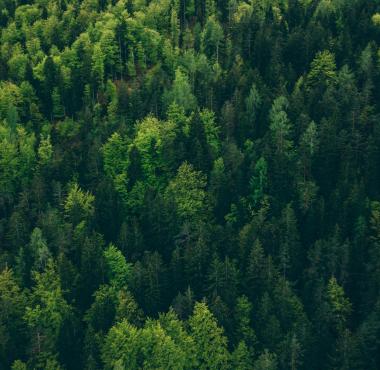 Optimal Klimaplantning