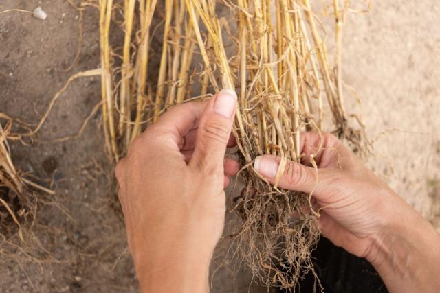 Biostimulant fra dansk jord