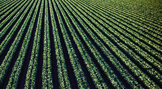 StripCroppingAI - Fremtidens biodiverse stribedyrkning faciliteret af robotter og IoTer 