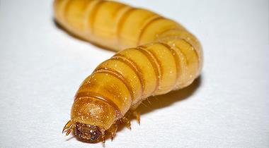 InsektReaktor