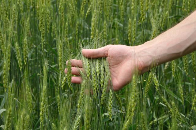 Climate-friendly plant biologicals