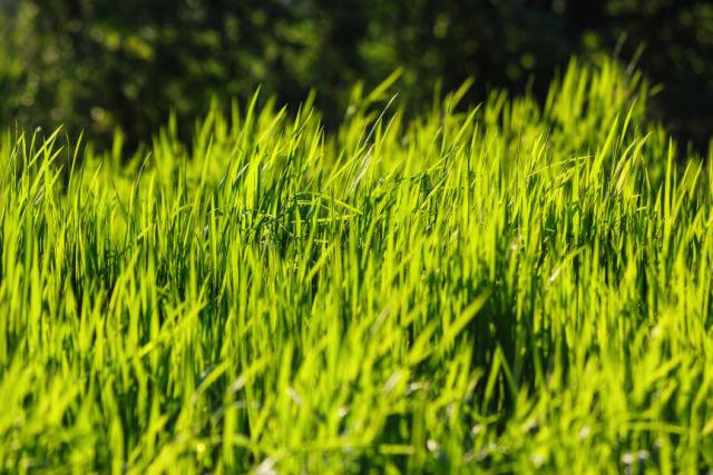 GrassProtein