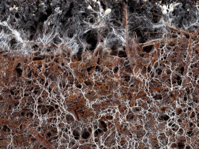 MYCOFLAVOR