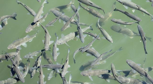 Zeolit kan rense vand fra produktion af fisk i lukkede systemer