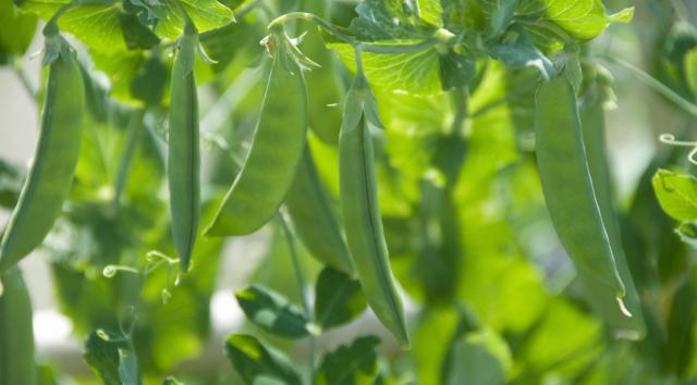 Klimavenlig produktion af plantebaserede fødevarer fra danske ærter